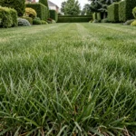 Pelouse en gazon C4 hybride dense et uniforme dans un jardin bien entretenu, vue grand angle
